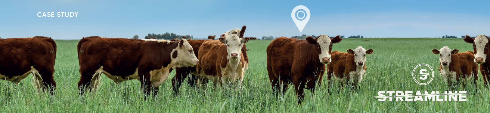 Streamline uses satellite and nb-iot connectivity from floLIVE and commscloud to boost livestock traceability